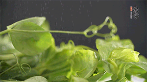 豌豆尖洗凈，切斷備用。